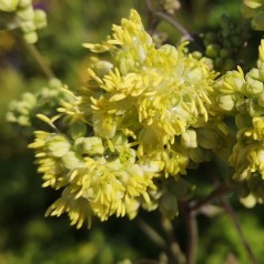 Frøstjerne Gul - Thalictrum sphaerostachyum