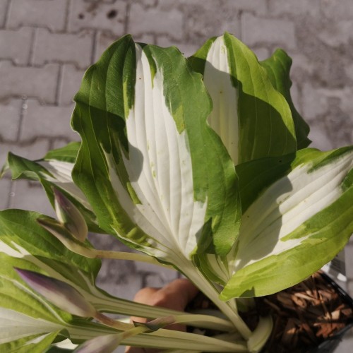 Hosta hybrid Night Before Chrismas