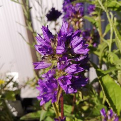 Klokkeblomst Superba - Campanula glomerata Superba