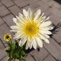 Kæmpemargerit Real Glory - Leucanthemum superbum Real Glory