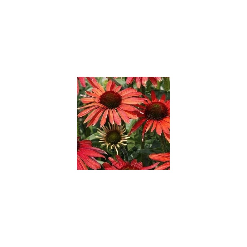 Echinacea purpurea Hot Summer - Solhat