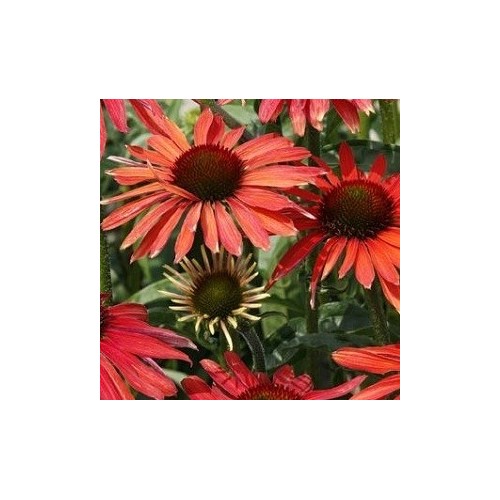 Echinacea purpurea Hot Summer - Solhat