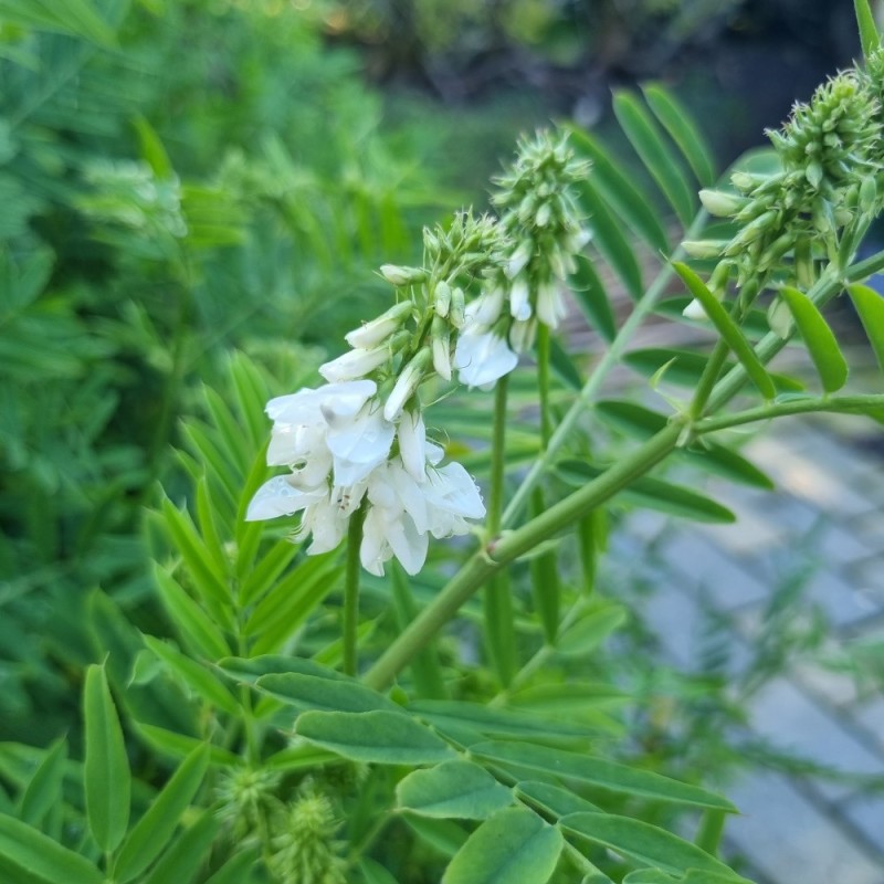 eksotiske-planter-stort-udvalg-i-eksotiske-planter-webshop