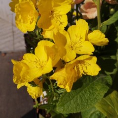 Natlys Hohes Licht - Oenothera tetragona Hohes Licht