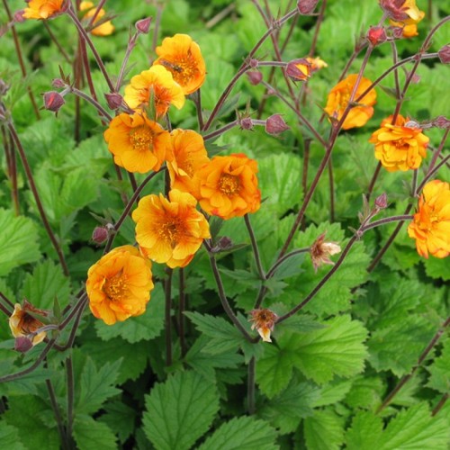 Nellikerod Carlskær - Geum hybrid Carlskær