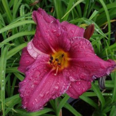 Daglilje Summer Wine - Hemerocallis hybrid Summer Wine