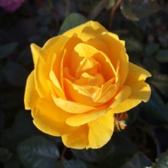 Rose Friendship forever - Buketrose Plant'n Relax