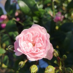 Rose The Fairy - Buketrose