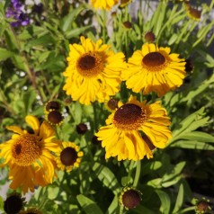 Solbrud The Bishop - Helenium bigelovii The Bishop