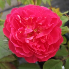 Rose Benjamin Britten - Engelsk Rose