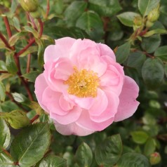 Rose I need you - Buketrose Plant'n Relax