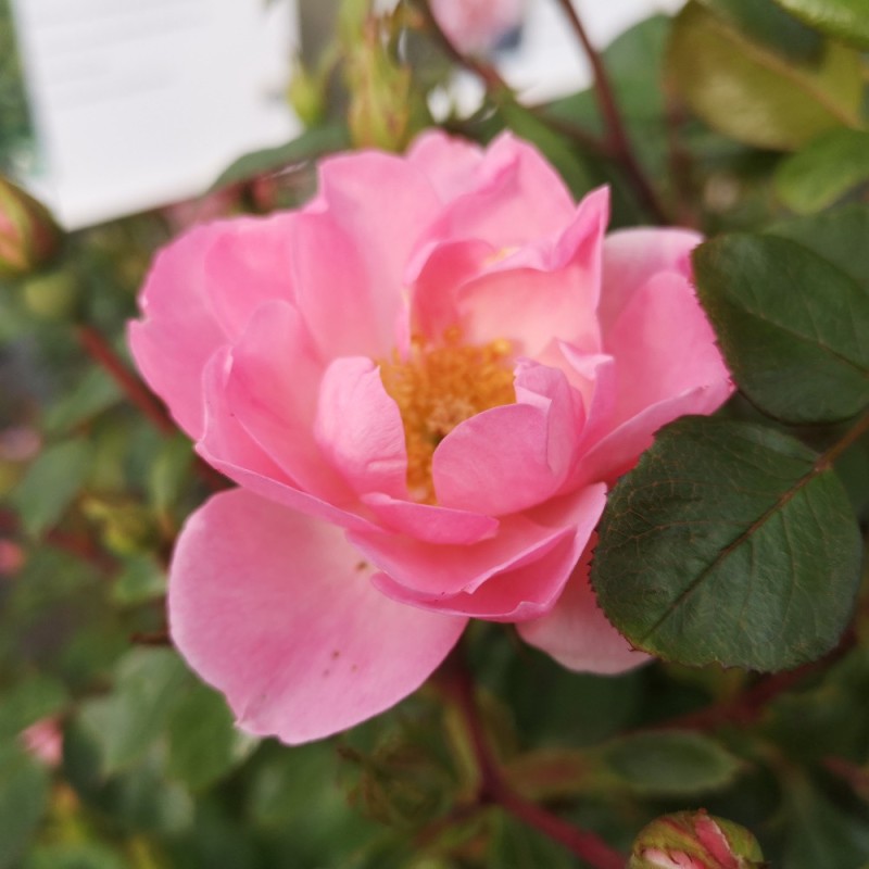 Rose I need you - Buketrose Plant'n Relax