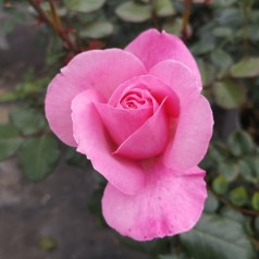 Rose Our last summer - Slyngrose Plant'n Relax