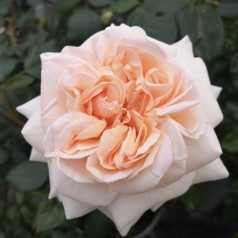 Rose Penny Lane - Slyngrose