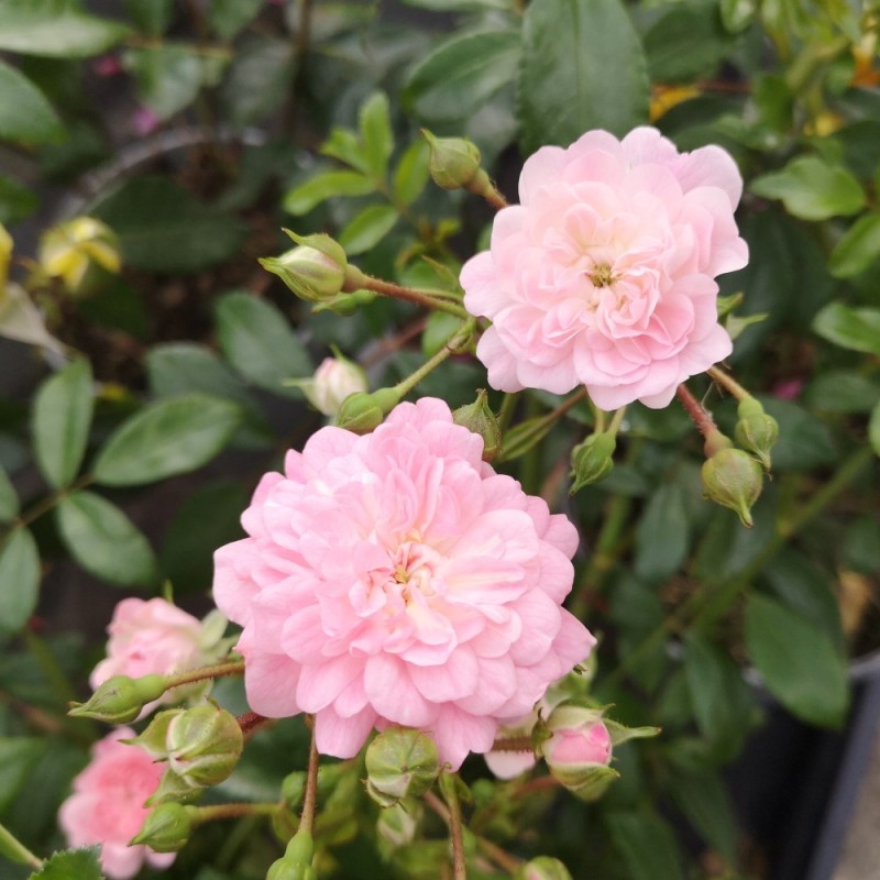 Rose The Fairy - Buketrose