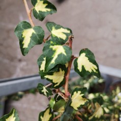 Efeu / Vedbend Goldheart -...