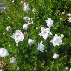 Ballonklokke Hakone White - Platycodon grandiflorus Hakone White