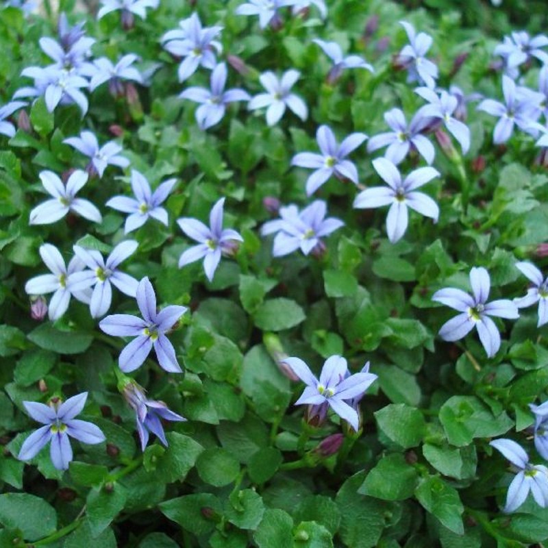 Blåkryb Country Park - Pratia pedunculata Country Park