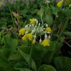 Kæmpeprimula - Primula florindae