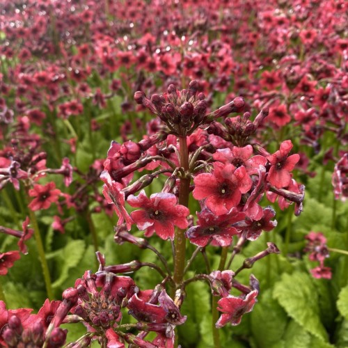 Etageprimula Millers Crimson - Primula japonica Millers Crimson