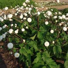 Ranunkel Pleniflorus -...