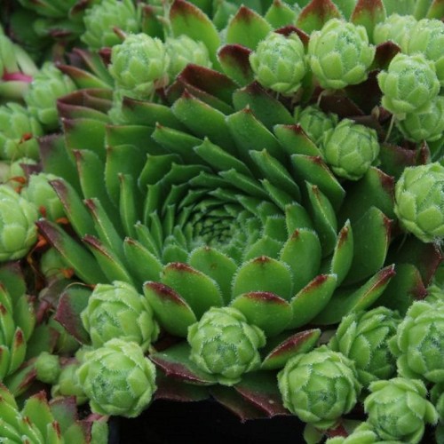Husløg - Sempervivum montanum