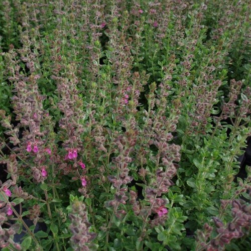 Kortlæbe - Teucrium chamaedrys