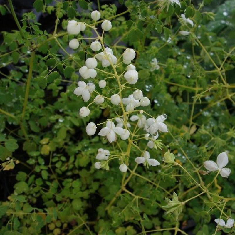 Violfrøstjerne Album - Thalictrum delavayi Album