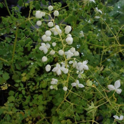 Violfrøstjerne Album - Thalictrum delavayi Album