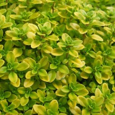 Citrontimian Arshers Gold - Thymus citriodorus Arshers Gold