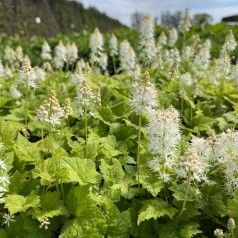 Skumblomst - Tiarella cordifolia