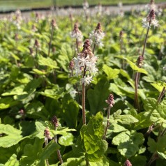 Skumblomst Spring Symphony - Tiarella cordifolia Spring Symphony