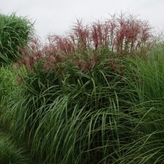 Elefantgræs Malepartus - Miscanthus sinensis Malepartus