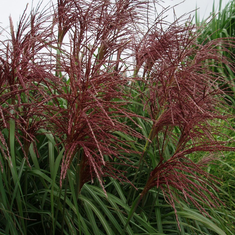 Elefantgræs Malepartus - Miscanthus sinensis Malepartus