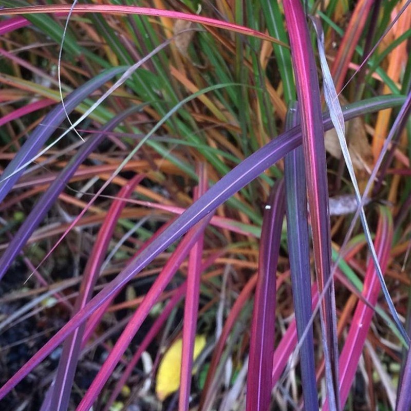 Elefantgræs Purple Fall - Miscanthus sinensis Purple Fall