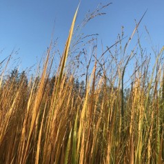 Rishirse Northwind - Panicum virgatum Northwind