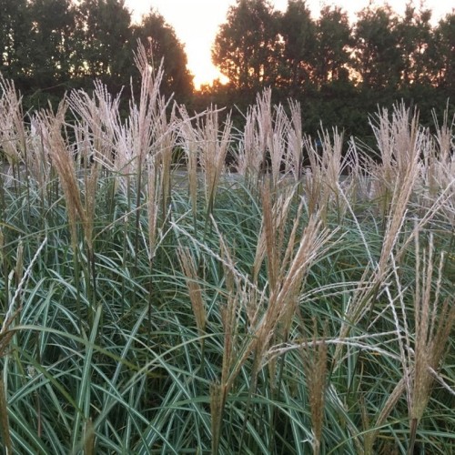 Elefantgræs Hermann Müssel - Miscanthus sinensis Hermann Müssel