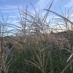 Elefantgræs Hermann Müssel - Miscanthus sinensis Hermann Müssel