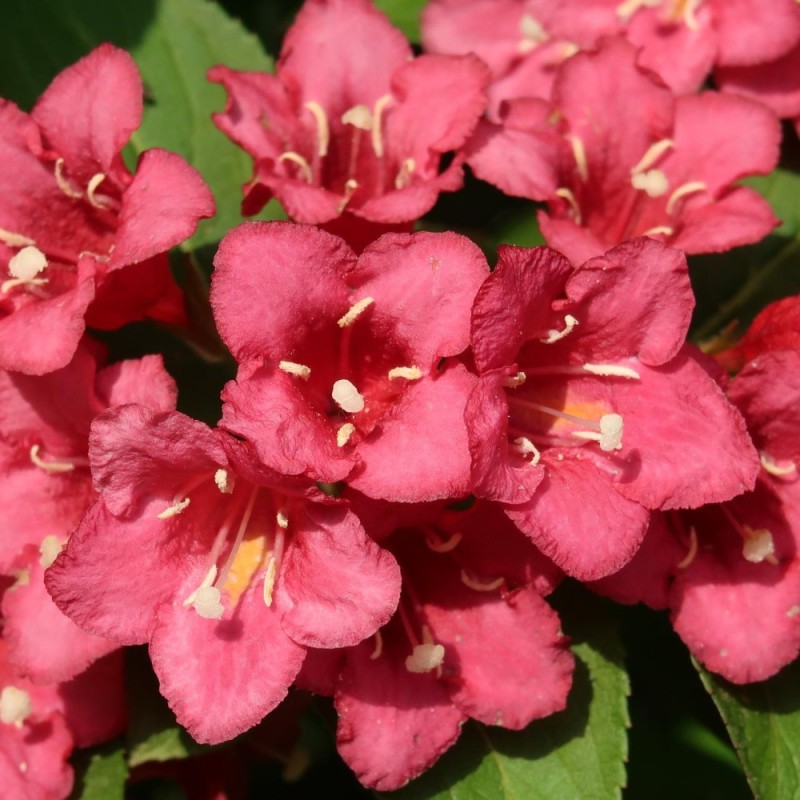 Klokkebusk Picobella Rosso (Rød) - Weigela florida Picobella Rosso