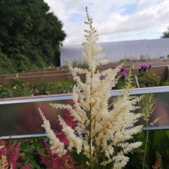 Astilbe Diamant - Astilbe arendsii Diamant