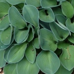 Hosta hybrid Blue Mouse Ears / Funkia