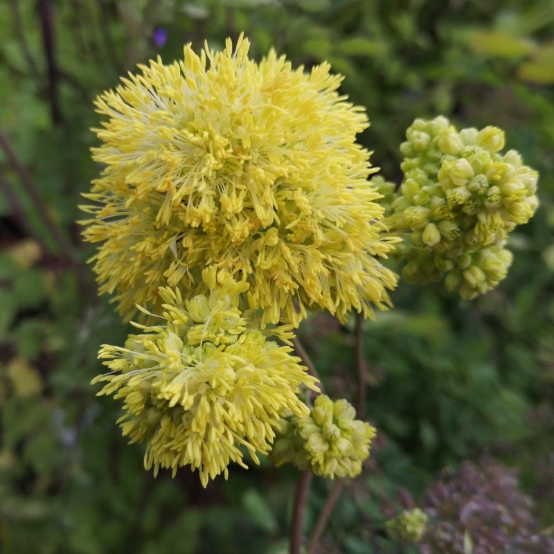 Frøstjerne Gul - Thalictrum sphaerostachyum