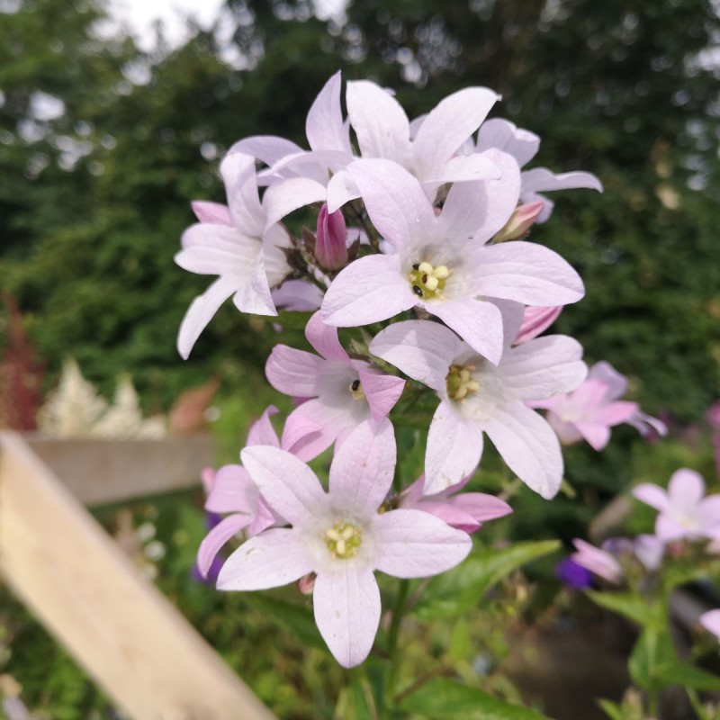 Mælkeklokke Loddon Anna - Campanula lactiflora Loddon Anna