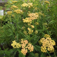 Røllike Milly Rock® Yellow-Terracotta - Achillea millefolium Milly Rock Yellow-Terracotta