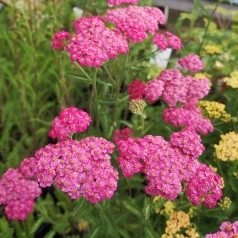 Røllike New Vintage Rose - Achillea millefolium New Vintage Rose