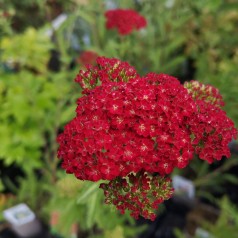 Røllike Red Velvet - Achillea millefolium Red Velvet
