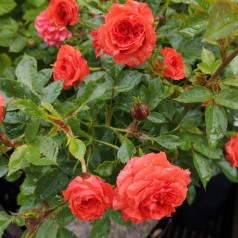 Rose Orange Juwel - Bunddækkerose