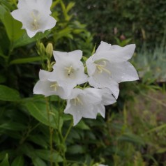 Smalbladet Klokke Alba - Campanula persicifolia Alba