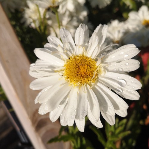 Kæmpemargerit Real Glory - Leucanthemum superbum Real Glory