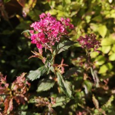 Kruset Spiræa - Spiraea...